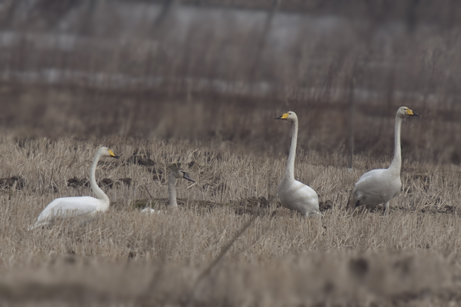 Whooper Swan