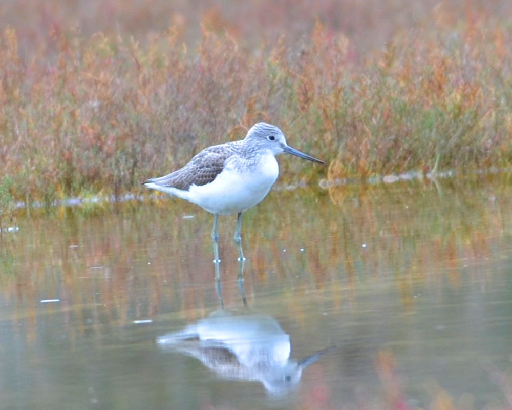 Common Greenshank