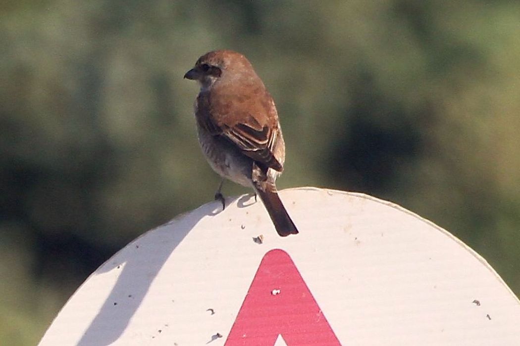 Red-backed Shrike