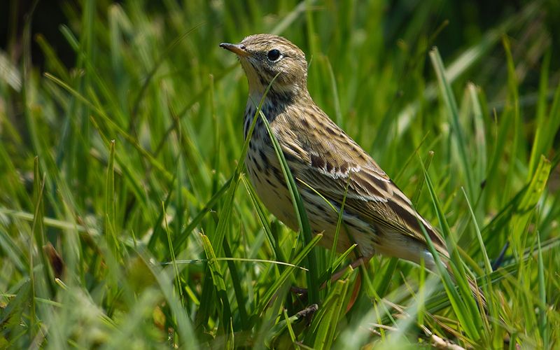 Meadow Pipit