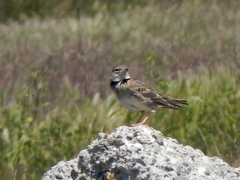 Calandra Lark