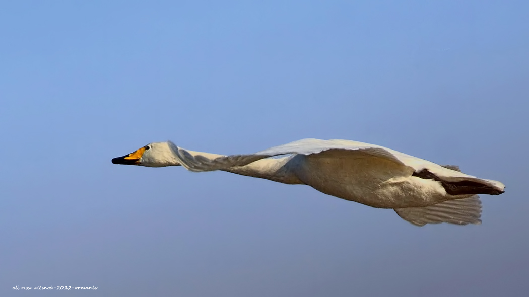 Whooper Swan