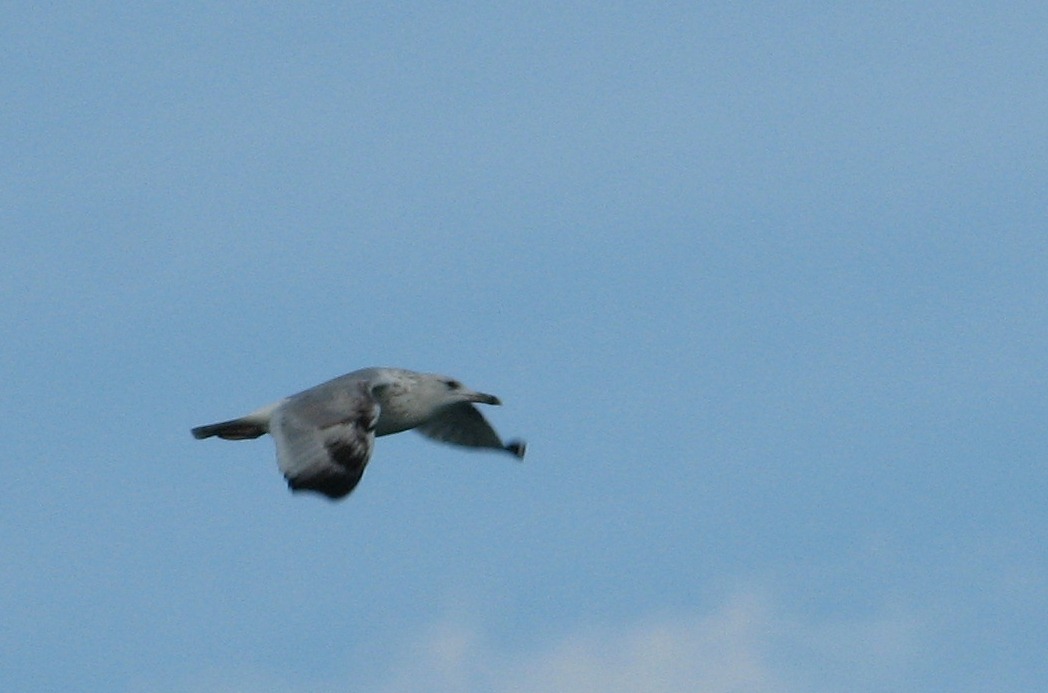 Caspian Gull
