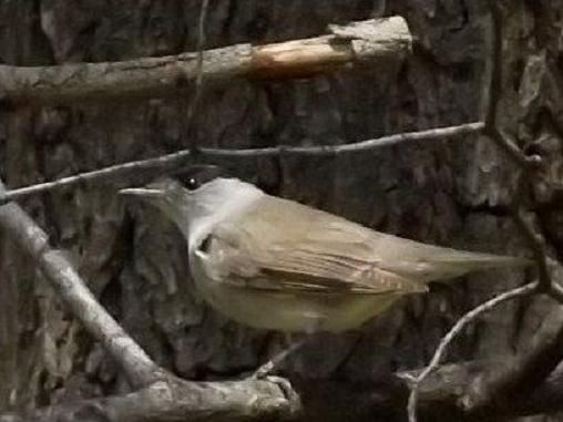 Eurasian Blackcap