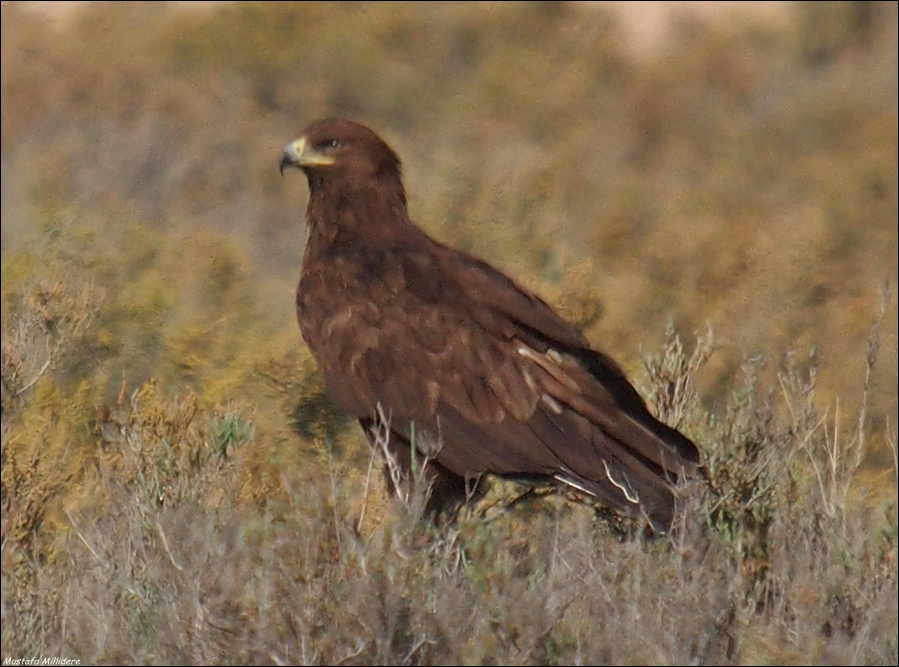 Greater Spotted Eagle