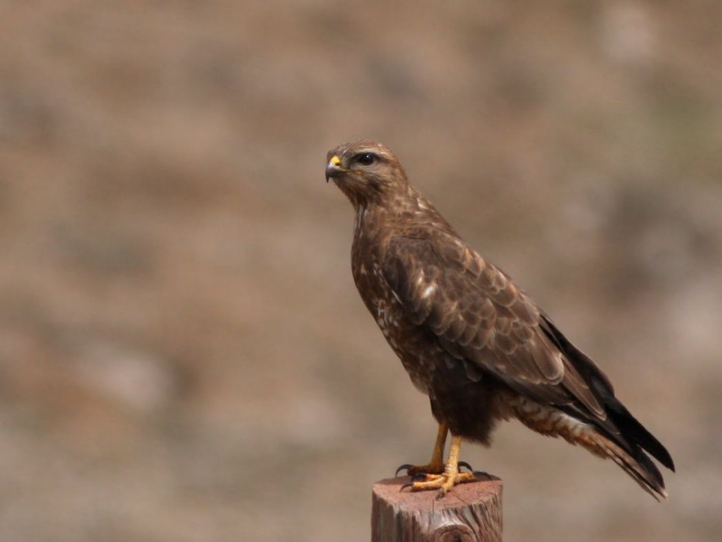 Common Buzzard