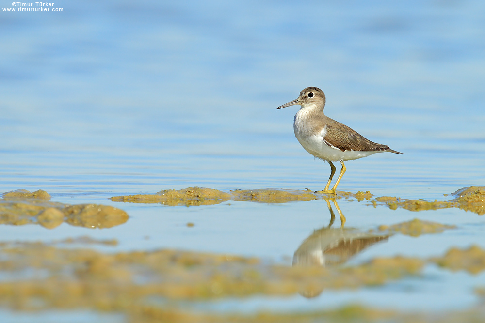Common Sandpiper