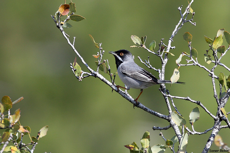 Rüppell`s Warbler
