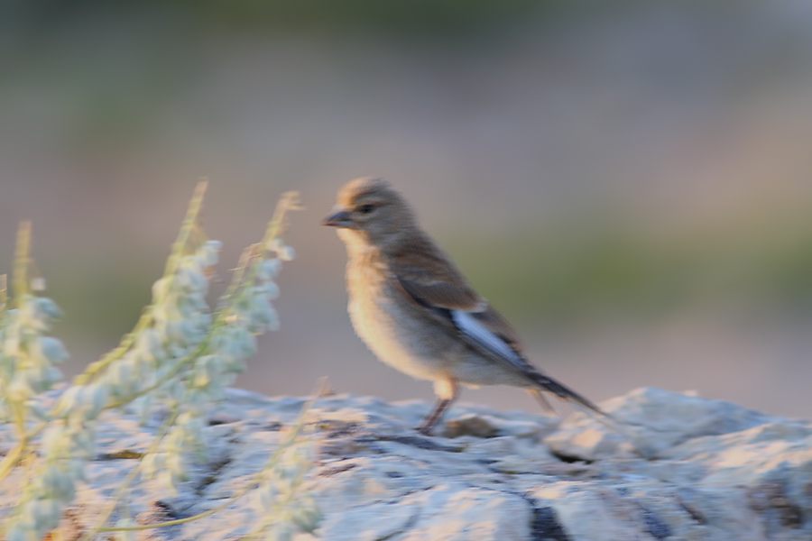 Common Linnet