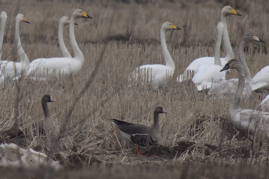 Greater White-fronted Goose