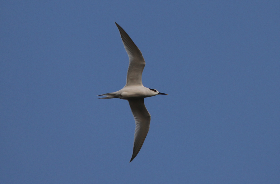 Sandwich Tern