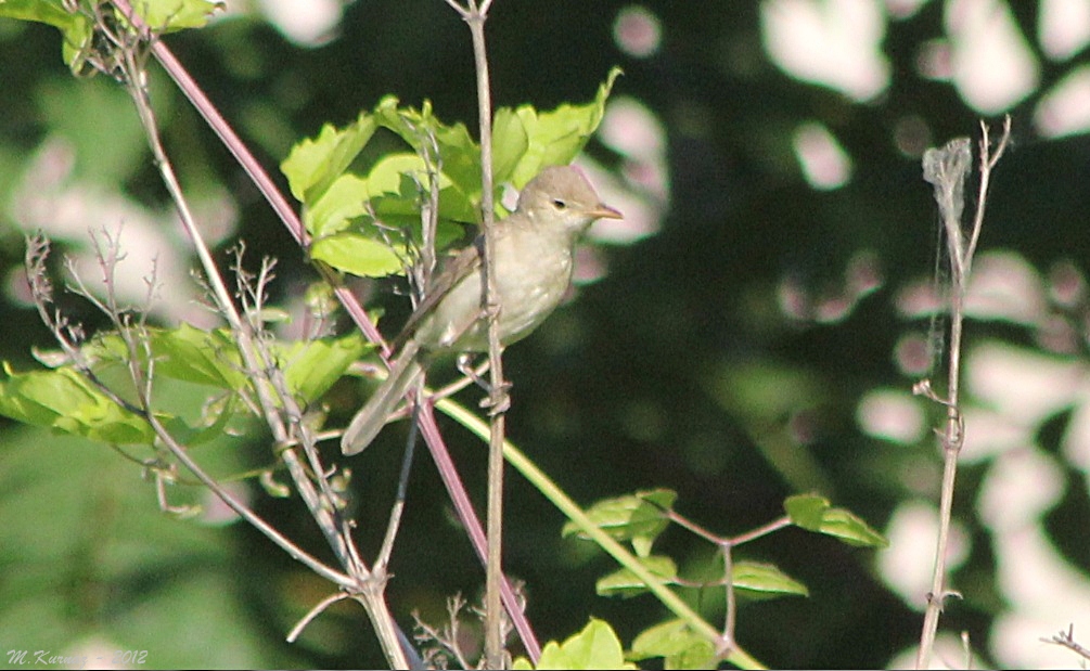 Eastern Olivaceous Warbler