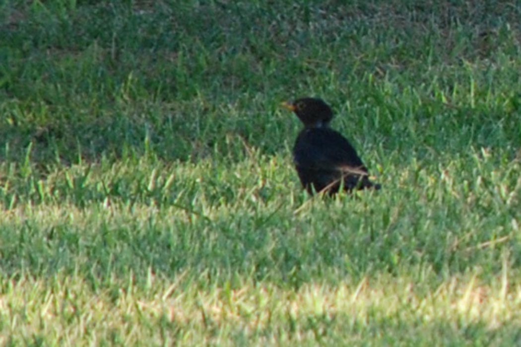 Common Blackbird