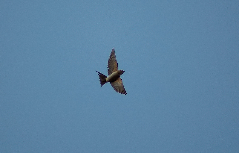 Eurasian Crag Martin