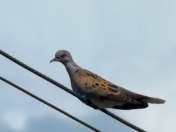 European Turtle Dove