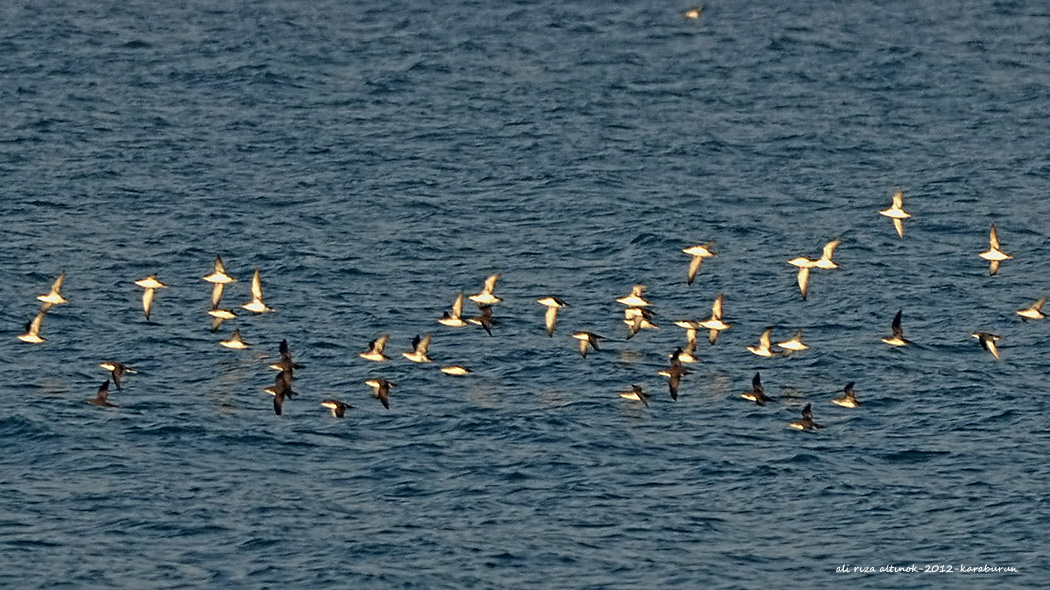 Yelkouan Shearwater