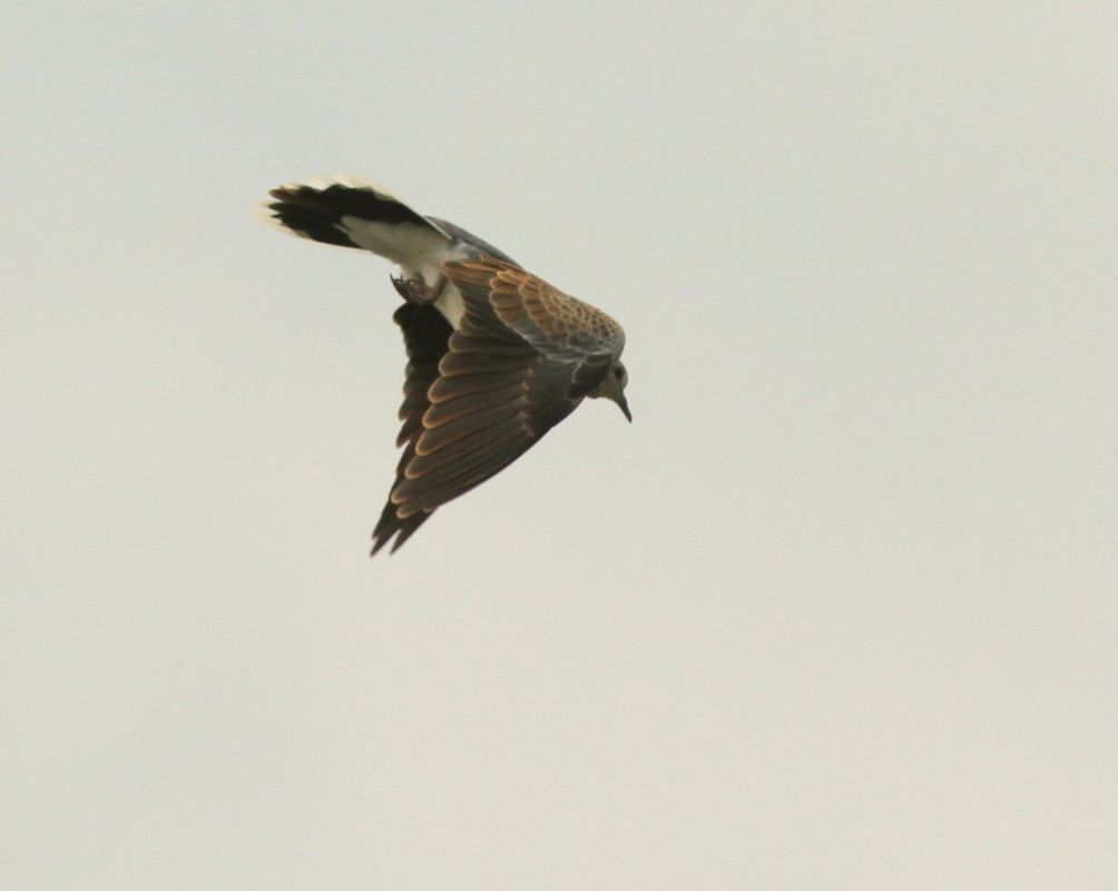 European Turtle Dove