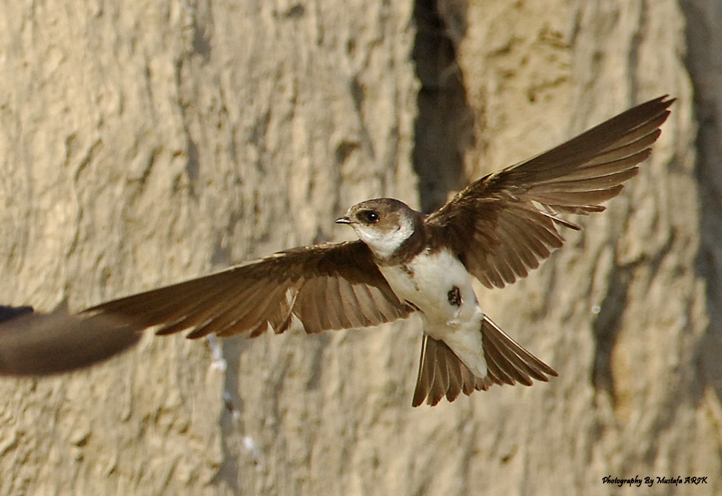 Sand Martin