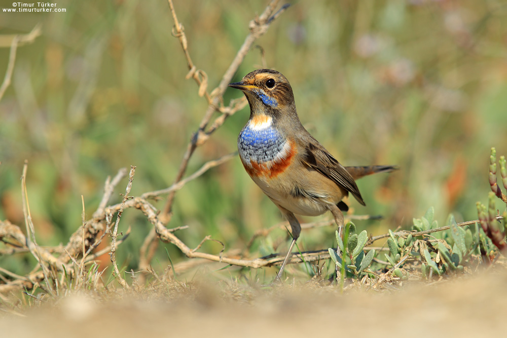Bluethroat