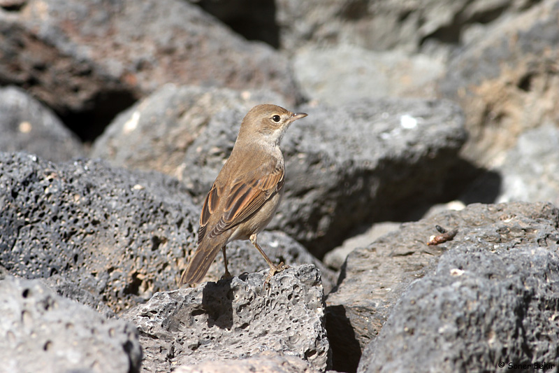 Common Whitethroat