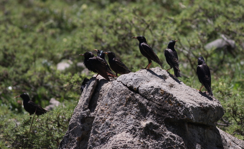 Common Starling