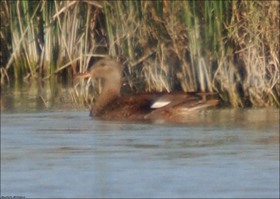 Gadwall
