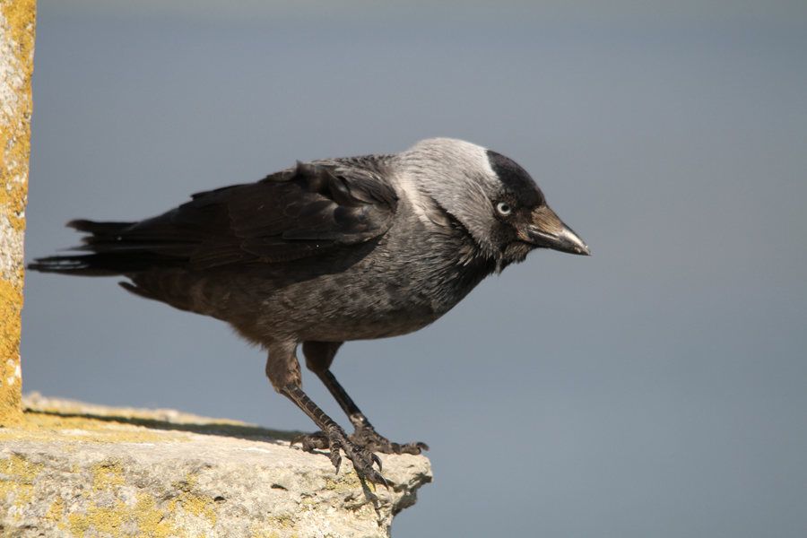 Western Jackdaw