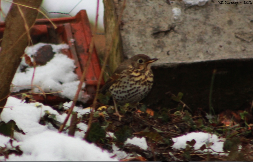Song Thrush