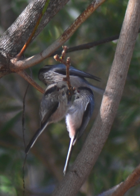 Long-tailed Tit