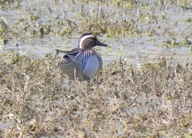 Garganey