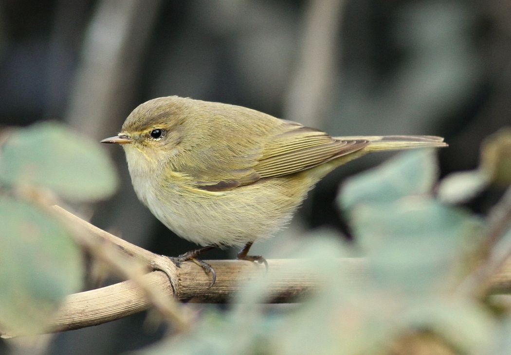 Common Chiffchaff