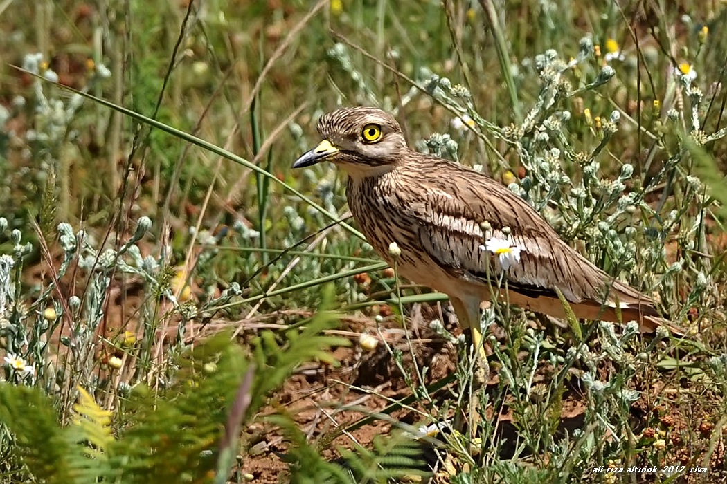 Eurasian Stone-curlew