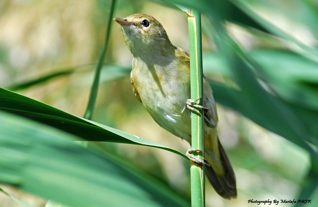 Common Reed Warbler