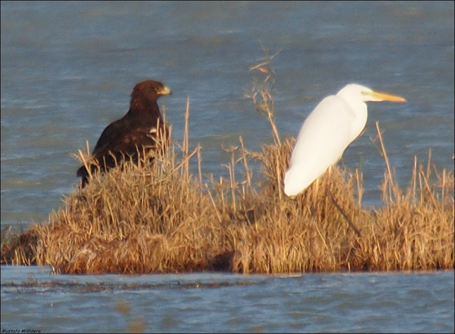 Greater Spotted Eagle