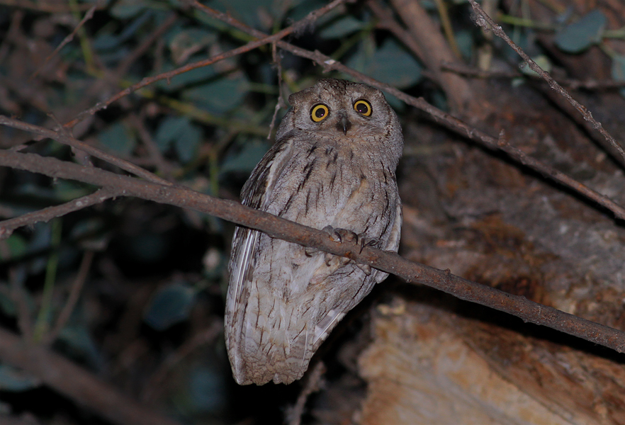 Pallid Scops Owl