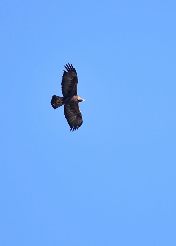 Golden Eagle