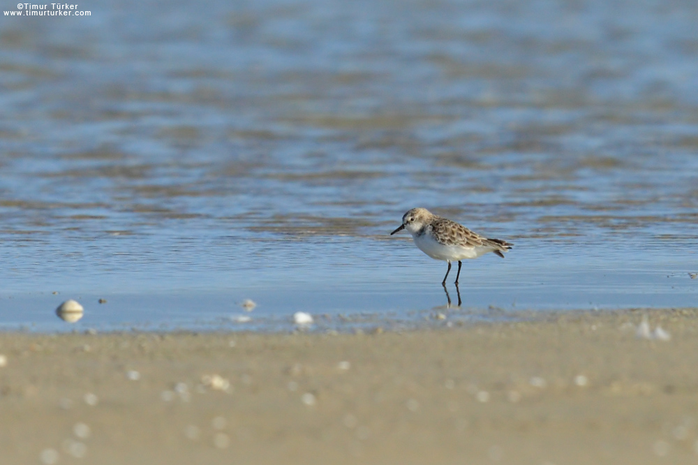 Little Stint