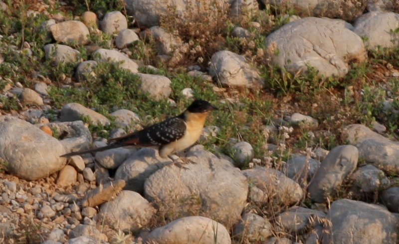 Great Spotted Cuckoo