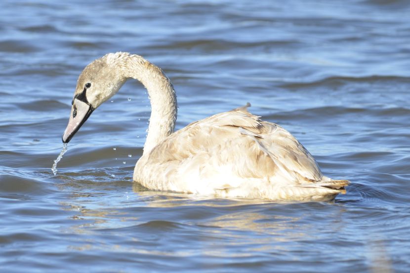 Mute Swan