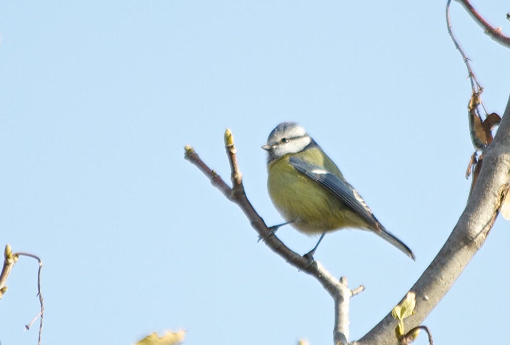 Eurasian Blue Tit