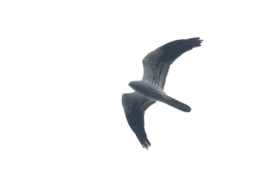 Montagu`s Harrier