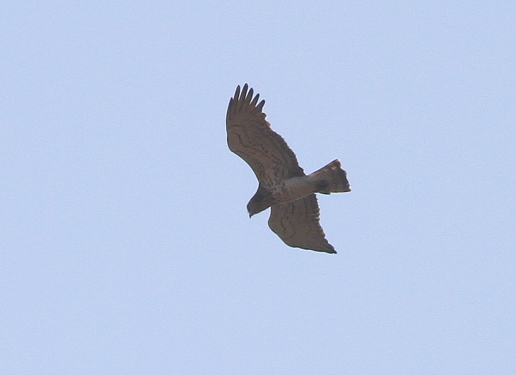 Short-toed Snake Eagle