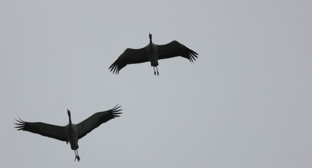 Common Crane