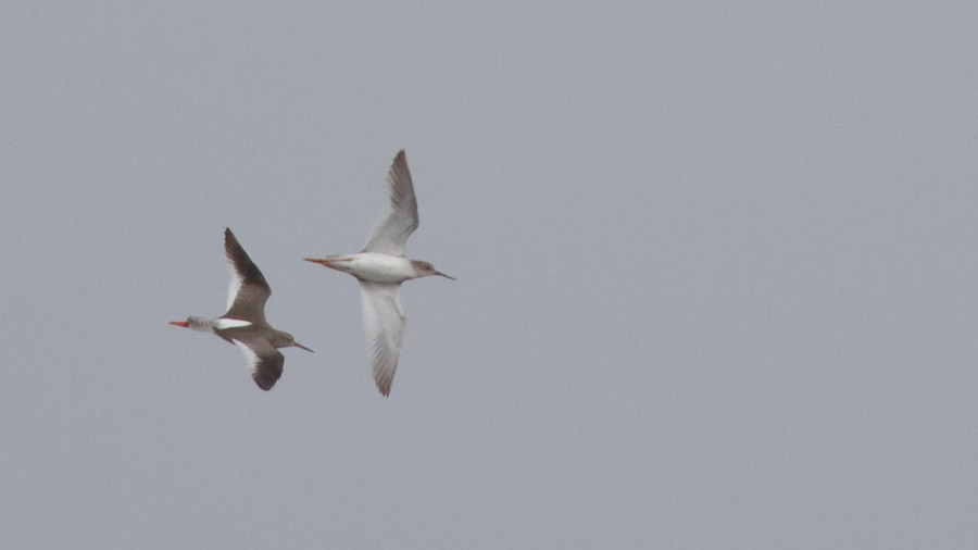 Common Redshank