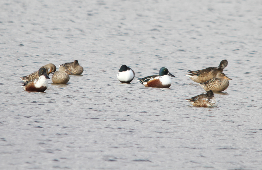 Northern Shoveler