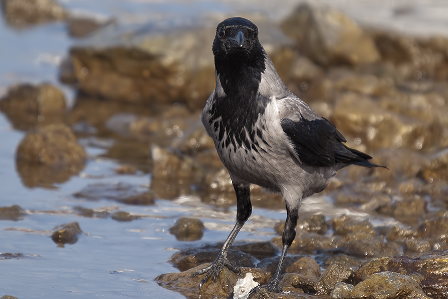 Hooded Crow
