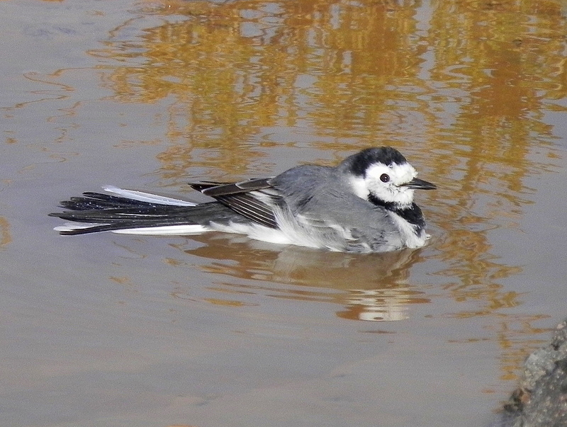 White Wagtail