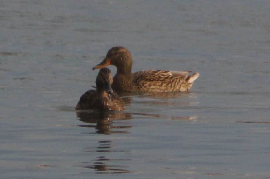 Mallard