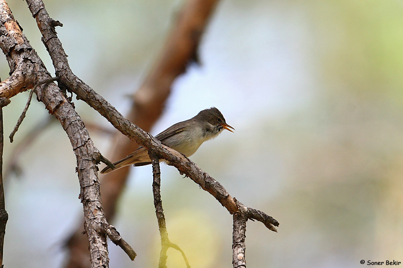 Olive-tree Warbler