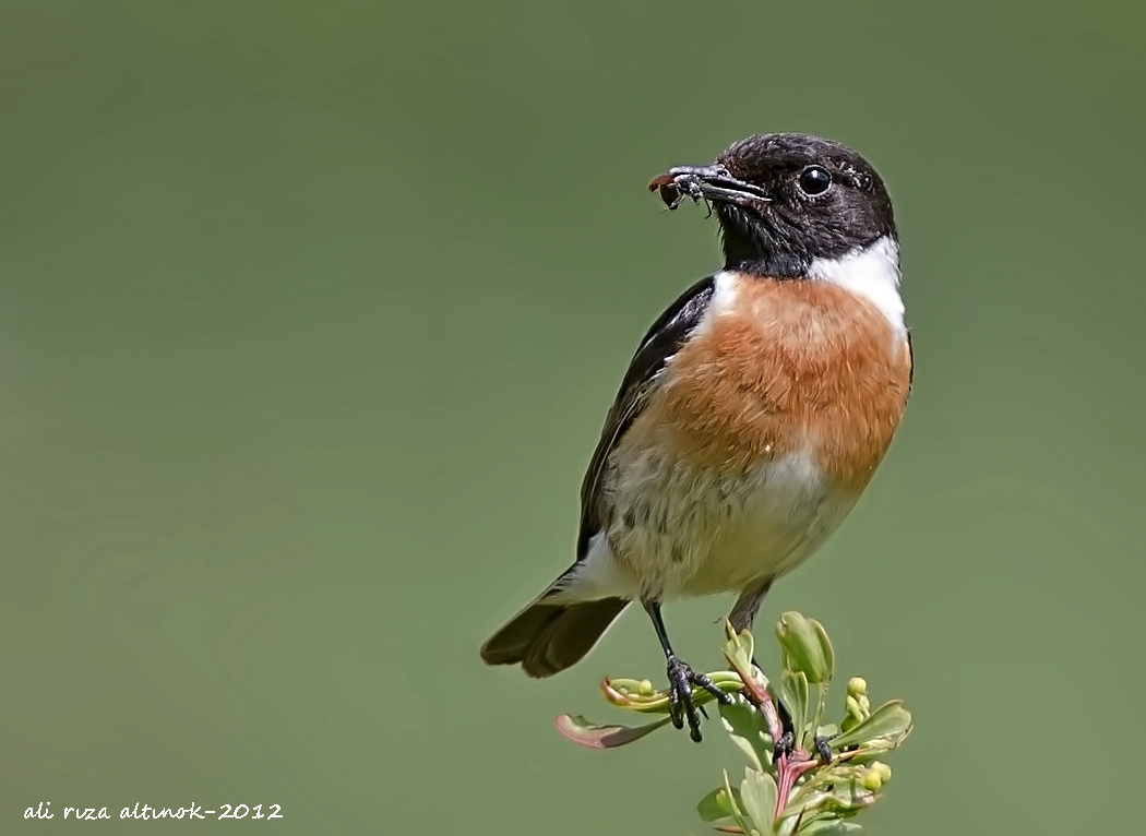 European Stonechat